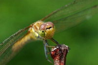 Sympetrum Depressiusculum (1)